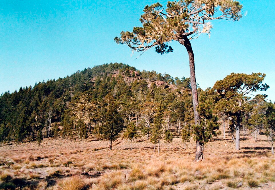 Trekking al Pico Duarte
